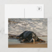 シールドッグ ポストカード (正面/裏面)