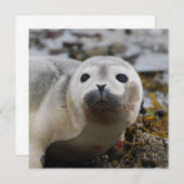 シールポップ招待状 招待状 (正面/裏面)