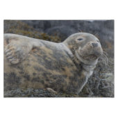 シール カッティングボード (正面)