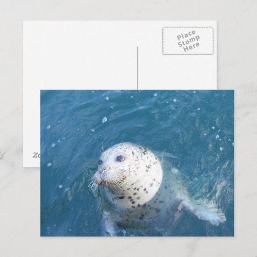 シール ポストカード (正面/裏面)