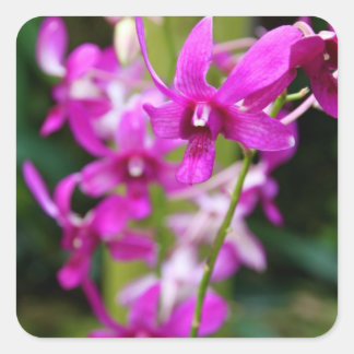 シール – Cooktown Orchid