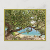 シー地中海のオリーブの木 ポストカード (正面)