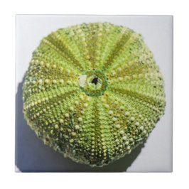 シー海シェルのテクスチャ構造詳細 タイル