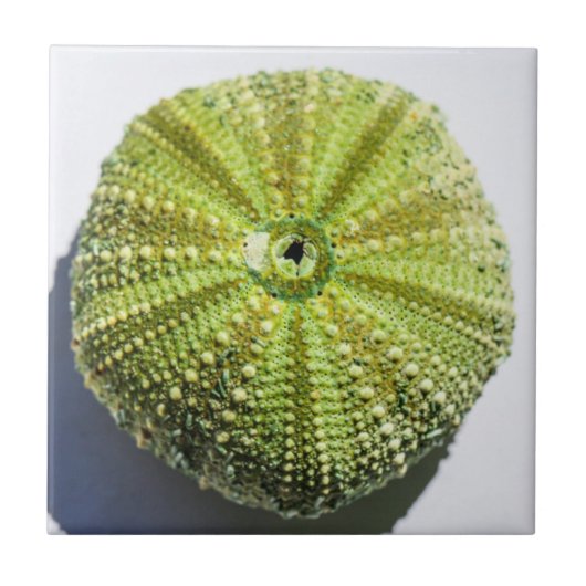 シー海シェルのテクスチャ構造詳細 タイル (正面)