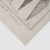 シー航海のシェルエフエマナデクペフランスの 薄葉紙 (詳細)