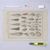 シー航海のシェルエフエマナデクペフランスの 薄葉紙 (クラフト)