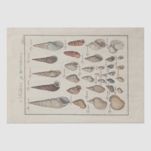 シー航海のシェルエフエマナデクペフランスの 薄葉紙 (正面)