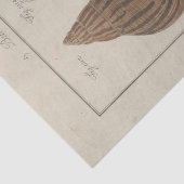 シー航海のシェルエフエマナデクペフランスの 薄葉紙 (詳細)