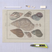 シー航海のシェルエフエマナデクペフランスの 薄葉紙 (クラフト)