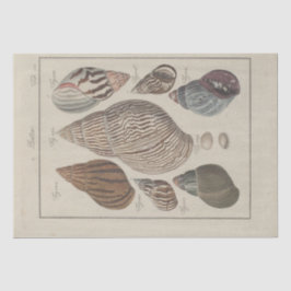 シー航海のシェルエフエマナデクペフランスの 薄葉紙