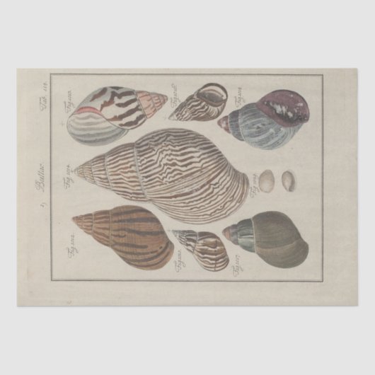 シー航海のシェルエフエマナデクペフランスの 薄葉紙 (正面)