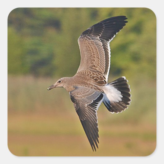 シー飛んでいるガルステッカー スクエアシール (正面)