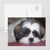 シー・ツー犬 ポストカード (正面/裏面)