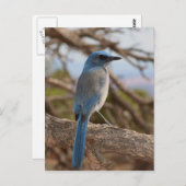 ジェイのスクラブ ポストカード (正面/裏面)