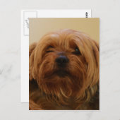 ジェイクザヨークシャーテリアテリア ポストカード (正面/裏面)