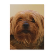 ジェイクザヨークシャーテリアテリア