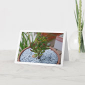 ジェイド·プラント,幸運なお金を吸う植物 カード (正面)