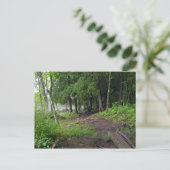 ジェイ・クークパークを抜けるフォレストトレイル ポストカード (スタンド正面)