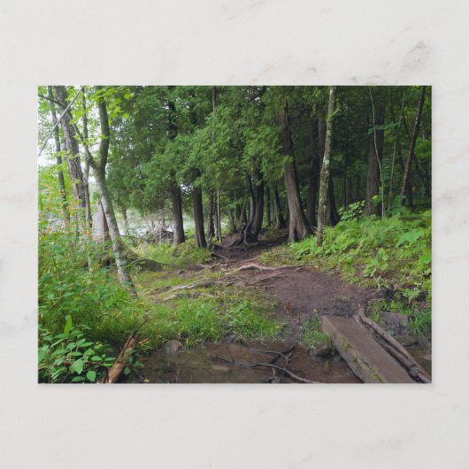ジェイ・クークパークを抜けるフォレストトレイル ポストカード (正面)