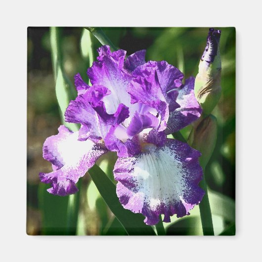 ジェシーの歌 マグネット (正面)