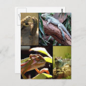 ジェッコトカゲとチャメレオン ポストカード (正面/裏面)