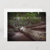 ジェデディアスミスレッドウッズ州パーク ポストカード (正面/裏面)