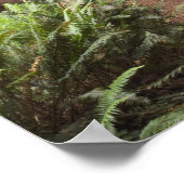 ジェデディア・スミス・レッドウッズ州公園 ポスター (角)