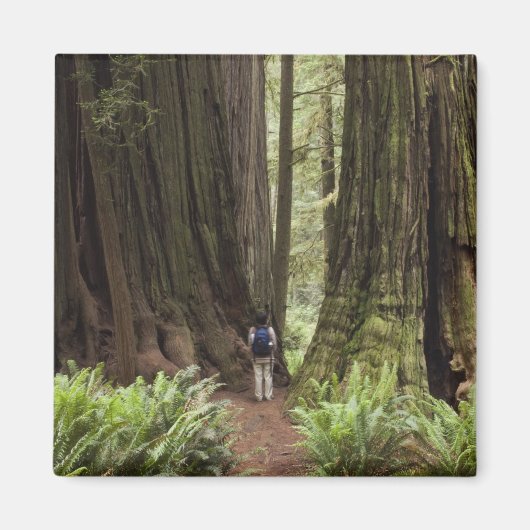 ジェデディア・スミス・レッドウッズ州公園 マグネット (正面)