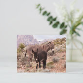 ジェニーズフォール ポストカード (スタンド正面)