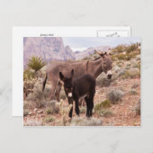 ジェニーズフォール ポストカード (正面/裏面)