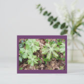 ジェファーソンのモンティチェロの事件で… ポストカード (スタンド正面)