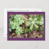 ジェファーソンのモンティチェロの事件で… ポストカード (正面/裏面)