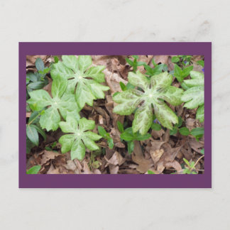 ジェファーソンのモンティチェロの事件で… ポストカード