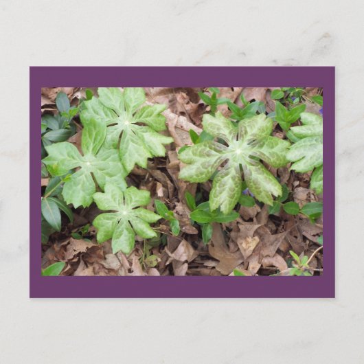 ジェファーソンのモンティチェロの事件で… ポストカード (正面)