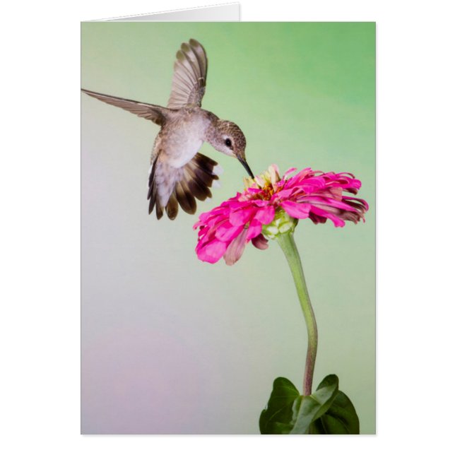 ジェフ・デイビス郡(テキサス州) (正面)