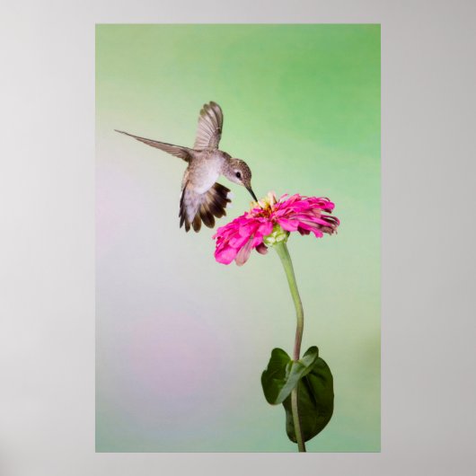 ジェフ・デイビス郡(テキサス州) ポスター (正面)