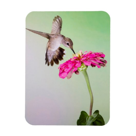 ジェフ・デイビス郡(テキサス州) マグネット (縦)