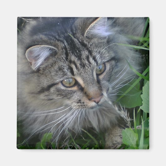 ジェベディア！ マグネット (正面)