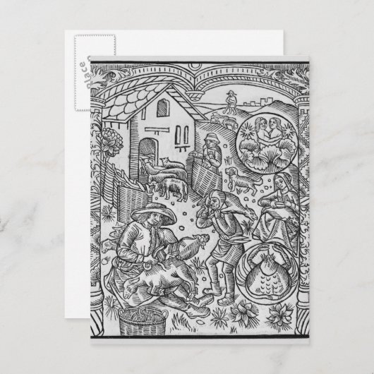 ジェミニ6月のヒツジのせん断 ポストカード (正面/裏面)