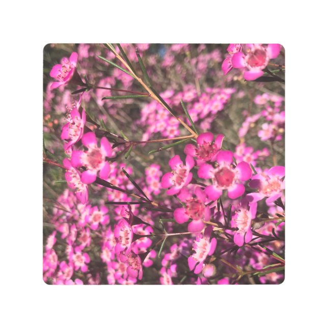 ジェラルトンワックス メタルプリント (正面)