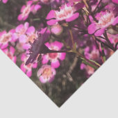 ジェラルトンワックス 薄葉紙 (詳細)