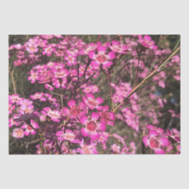 ジェラルトンワックス 薄葉紙