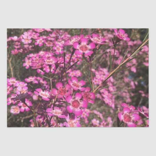 ジェラルトンワックス 薄葉紙 (正面)