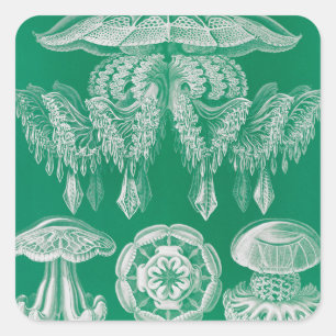 ジェリーディスコby Ernst Haeckel スクエアシール
