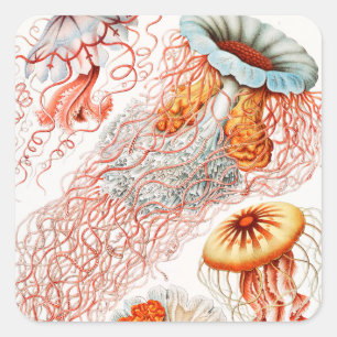 ジェリーディスコby Ernst Haeckel スクエアシール