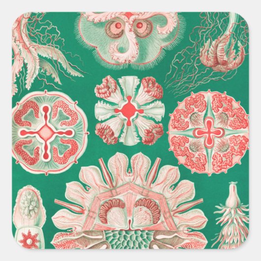 ジェリーディスコby Ernst Haeckel スクエアシール (正面)
