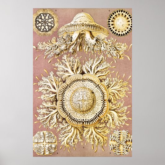 ジェリーディスコby Ernst Haeckel ポスター (正面)