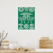 ジェリーディスコby Ernst Haeckel ポスター (キッチン)