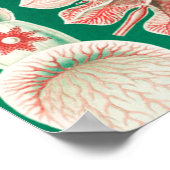 ジェリーディスコby Ernst Haeckel ポスター (角)