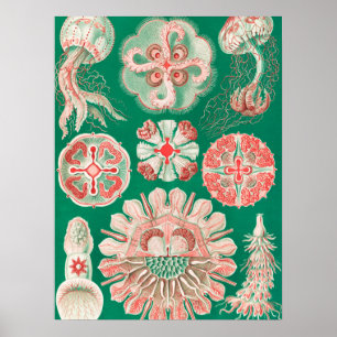 ジェリーディスコby Ernst Haeckel ポスター